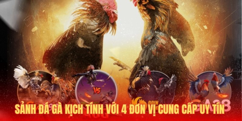 Sảnh đá gà kịch tính với 4 đơn vị cung cấp uy tín 